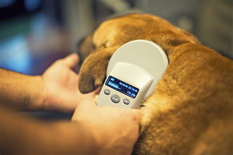 Pet Microchipping: Using Technology To Bring Your Pet Home | Lone Tree ...