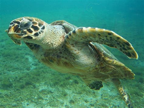 Caribbean Sea Turtles: Meet Them and Freak Out | Dressel Divers