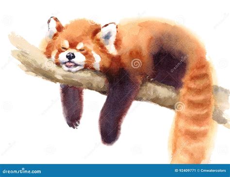 Panda Sleeping On A Branch Cartoon Vector | CartoonDealer.com #18812015