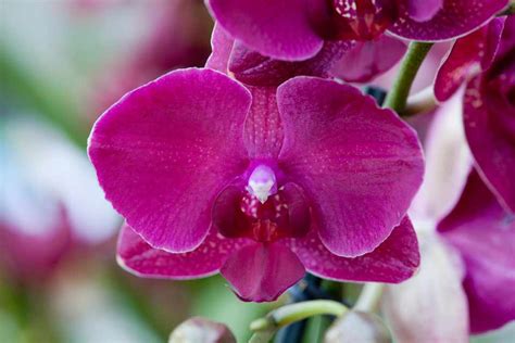 How to Repot a Moth Orchid - BBC Gardeners World Magazine