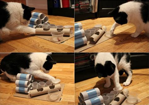 DIY Puzzle Feeder for Cats | Homemade cat toys, Cat diy, Diy cat toys