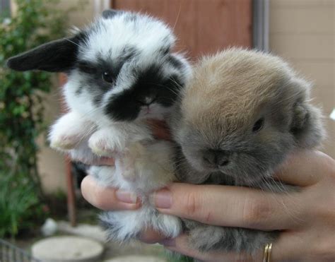 baby holland lops! Mini Lop Bunnies, Holland Lop Bunnies, Dwarf Bunnies ...