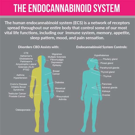 What is the role of the endocannabinoid system? An Easy Overview! – Native Nutrition