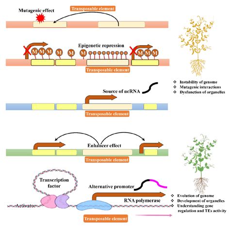 Primary regulatory roles of transposable elements (TEs). TEs are a rich... | Download Scientific ...