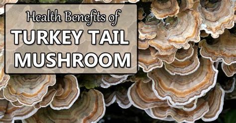 Health Benefits of Turkey Tail Mushroom (Not Just for Cancer ...