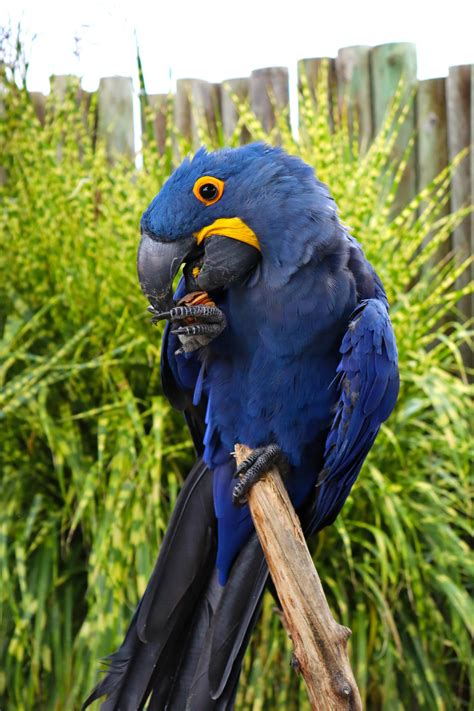 Hyacinth Macaw - Cougar Mountain Zoo