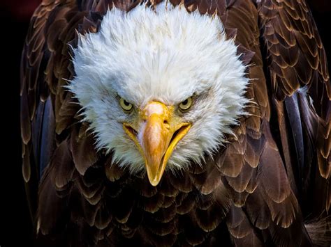 Are Eagles Dangerous? (Reasons They Attack + How to Avoid) | Birdfact