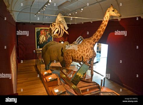 Natural History Galleries inside Exeter Museum, Exeter, UK Stock Photo - Alamy