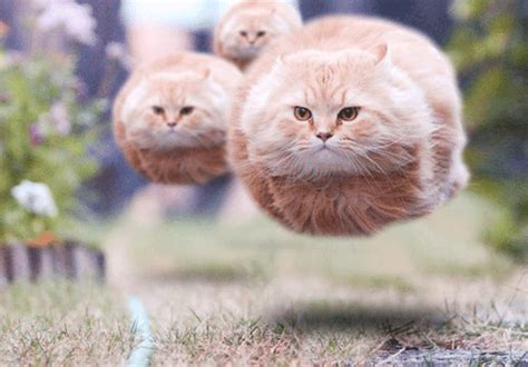 Three Floating Fat Cats GIF | GIFDB.com