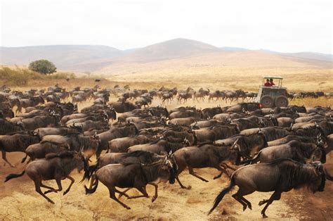 Stampede | We were caught in the middle of a wildebeest stam… | Flickr