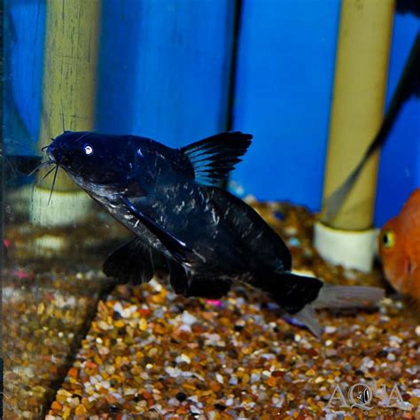 Black Lancer Catfish (Bagrichthys macracanthus) - Aqua Imports