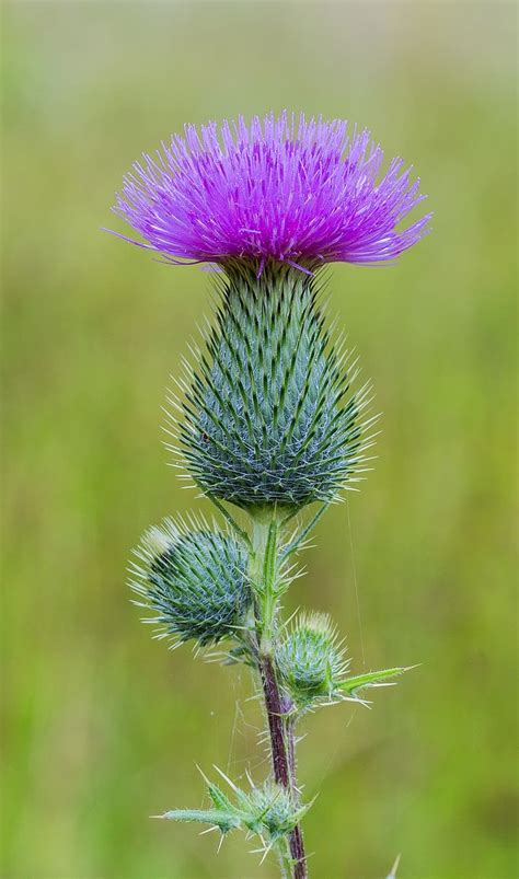 14 Most Beautiful Types of Thistle Plants (with Pictures)