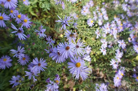 Purple Fall Aster flowers at Lady Bird Johnson Wildflower Center.jpg Hi ...