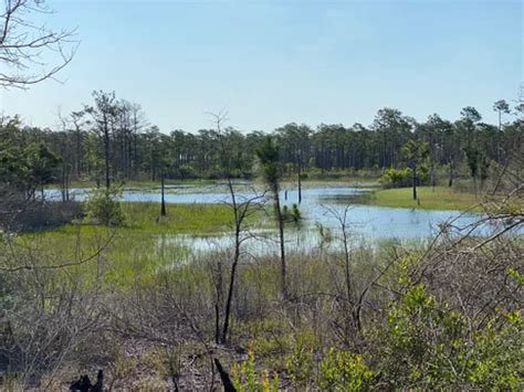 Best 10 Hikes and Trails in Croatan National Forest | AllTrails