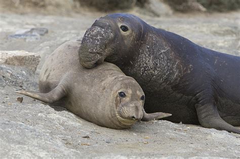 Northern Elephant Seal Mating Photograph by Suzi Eszterhas