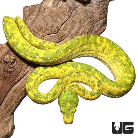 Adult Biak Green Tree Pythons (Morelia viridis) For Sale - Underground ...