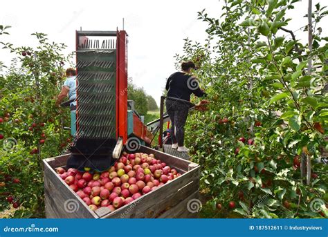 Apple Harvesting - Workers On A Modern Machine Harvest Apples On The ...