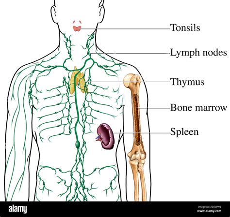 Albums 96+ Images Picture Of Lymph Nodes Located In The Body Latest