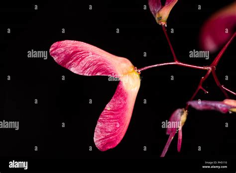 Japanese Maple Acer palmatum seeds Stock Photo - Alamy