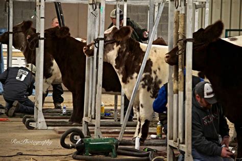 RmPhotography | Show cows, Showing livestock, Show cattle