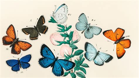 Vintage Butterfly Wallpapers - Wallpaper Cave