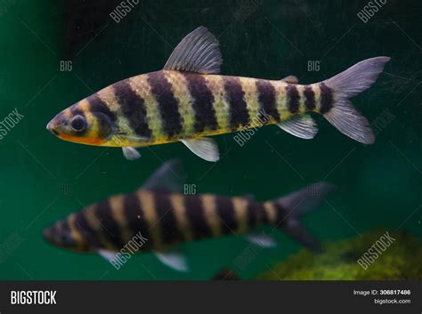 Banded Leporinus ( Image & Photo (Free Trial) | Bigstock