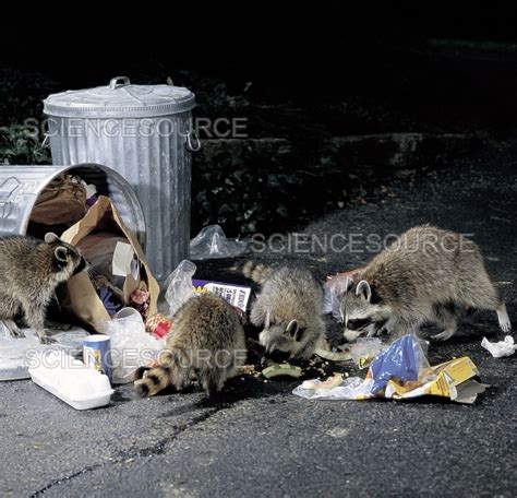 Photograph | Raccoons raiding a garbage can | Science Source Images