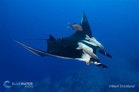 Diving in Socorro Island, Mexico - Bluewater Dive Travel