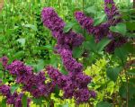 Mmmmm…. Love those Lilacs « Not Another Gardening Blog