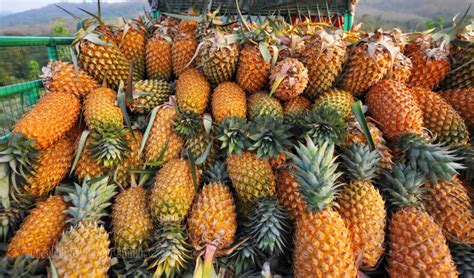 Pineapple Farming Business Project – agrimate.org