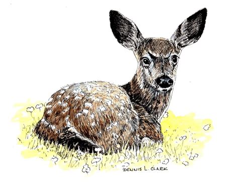 How to Draw Bambi in Pen and Ink — Online Art Lessons