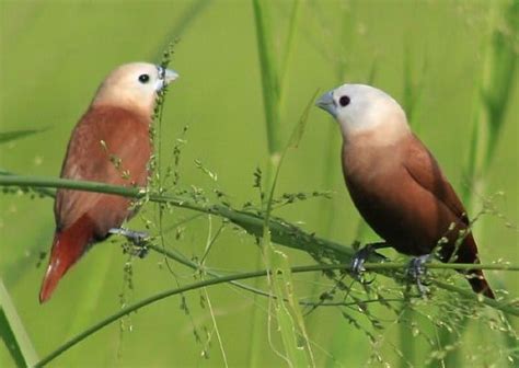 Cara mudah Ternak Burung Pipit/Emprit/Bondol Bagi Pemula Agar Sukses – FaunaDanFlora.Com