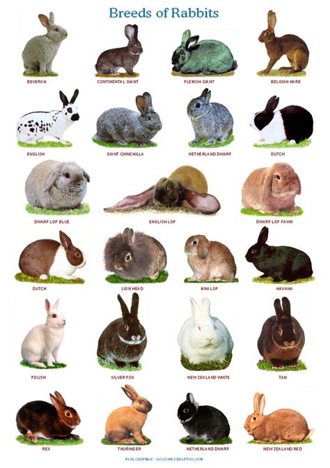 A4 Laminated Posters. Breeds of Rabbits | Etsy | Pet bunny rabbits, Pet ...