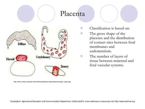 PPT - Female Bovine Reproduction System PowerPoint Presentation - ID:6734940