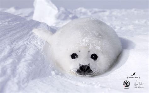 Baby Seal Wallpapers - Wallpaper Cave