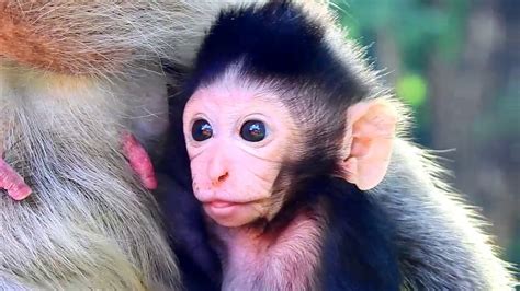 What Adorable baby Monkey His Name Timo| Baby Monkey The son Of Tima Old Female Monkey. - YouTube