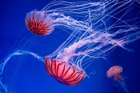 Jellyfish Sting: How to Properly Treat a Jellyfish Sting, No Peeing ...