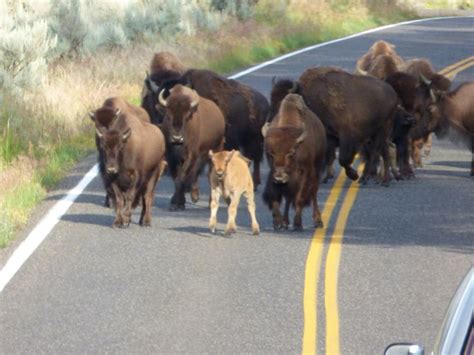 Buffalo jam...stampede. Lamar Valley | Bears tooth, Lamar valley, Cute animals