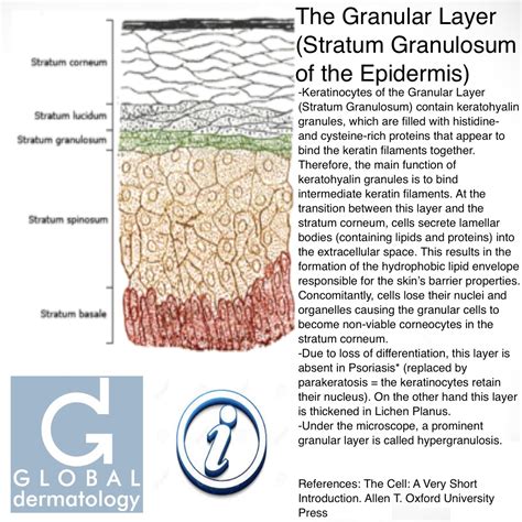 Global Dermatology » Granular Layer (Stratum Granulosum)