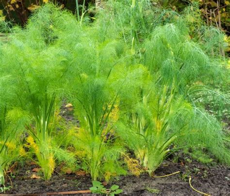 Growing Herb Fennel: The Complete Guide to Plant, Care, and Harvest