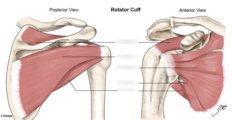 Rotator Cuff Muscles Diagram Quizlet | lupon.gov.ph