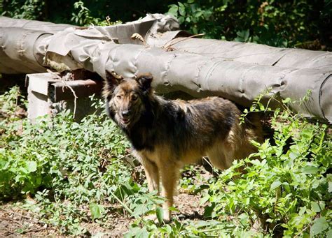 Chernobyl nuclear disaster altered the genetics of the dogs left behind, scientists say - ABC News