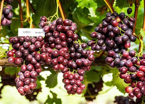 Red Grapes | Table Grape Varieties | Grapa Varieties Ltd.