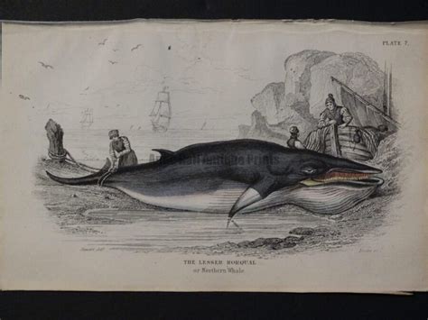 Lizar Whales Lesser Rorqual Pl 7 | Historic Antique Engraving on Whaling