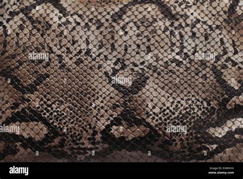 Rattlesnake skin hi-res stock photography and images - Alamy