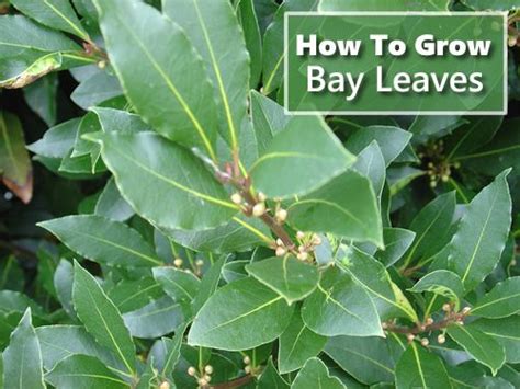 How To Grow Bay Leaves | Bay tree care, Bay leaf plant, Bay leaf tree