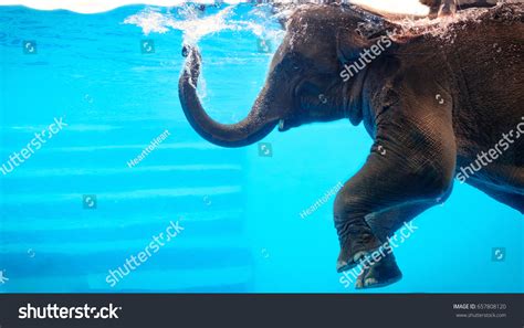 1,246 Elephants Swimming Pools Images, Stock Photos & Vectors | Shutterstock