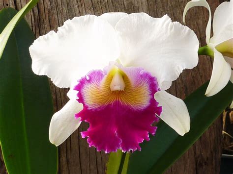 Cattleya Orchid Bloom Time | Orchid Flowers