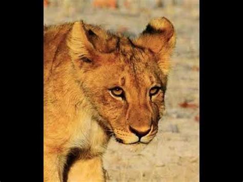 Lion Cub Roar 🦁 🔊 - YouTube