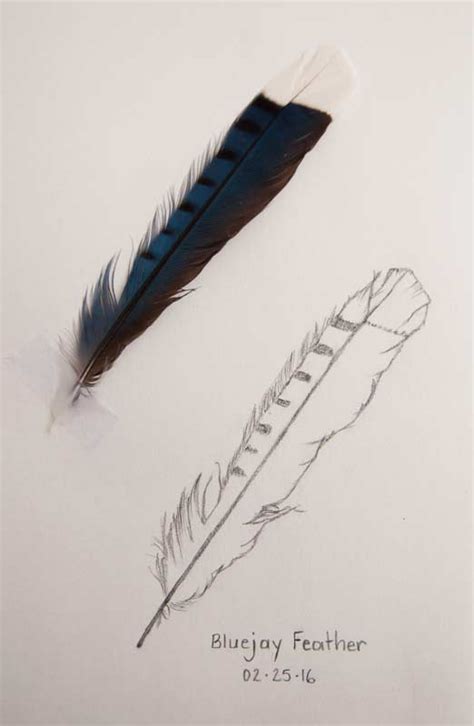 Daily Sketch: Blue Jay Feather - Creative Rituals